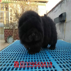 铁岭出售纯种松狮犬纯种松狮犬出售松狮犬图片大肉嘴松狮