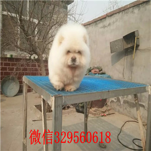 黑河哪里能买到松狮犬纯种松狮犬出售出售纯种