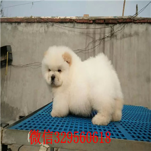 盘锦哪里能买到松狮犬纯种松狮犬出售肉嘴松狮