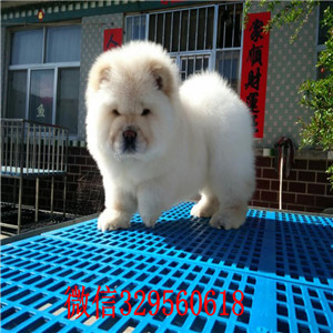 抚顺哪里有卖纯种松狮犬纯种松狮犬出售肉嘴松狮犬面包肉嘴松狮幼犬