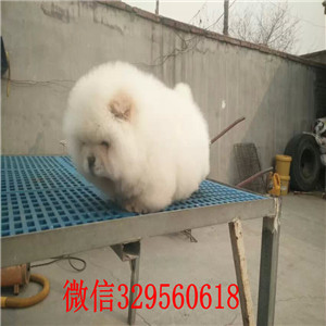 日照哪里有卖纯种松狮犬纯种松狮犬出售出售纯