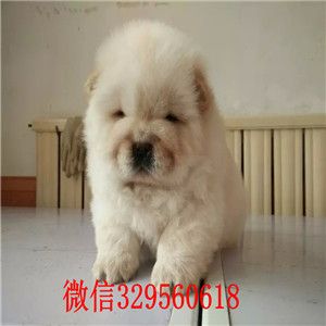 铁岭出售纯种松狮犬纯种松狮犬出售松狮犬图片大肉嘴松狮