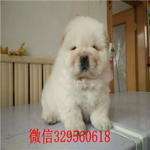 聊城哪里有卖纯种松狮犬自家繁殖的纯种松狮幼