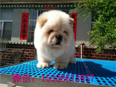 太原哪里有卖松狮犬 纯种面包嘴松狮犬幼犬多