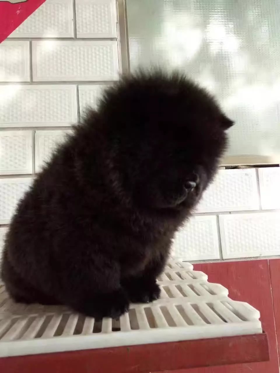 郑州哪里卖黑色松狮犬 郑州白色松狮怎么卖 黄