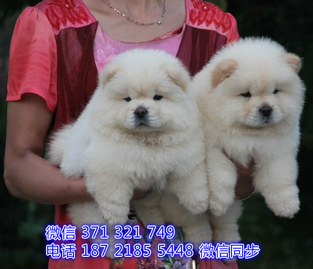 苏州特价松狮犬出售纯种幼犬 苏州哪里有犬舍