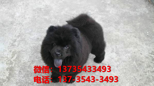 郑州狗场出售纯种松狮犬哪有卖 宠物狗市场在哪