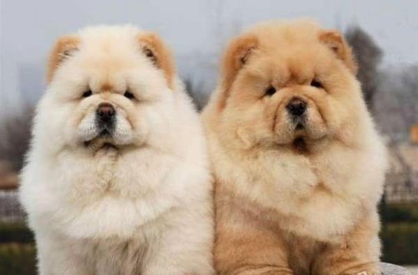 汕尾宠物狗犬舍出售纯种松狮犬 网上哪里有宠