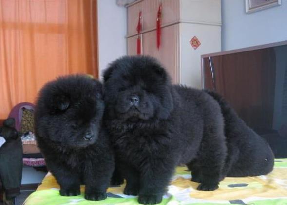 江门宠物狗犬舍出售纯种松狮犬 网上哪里有宠