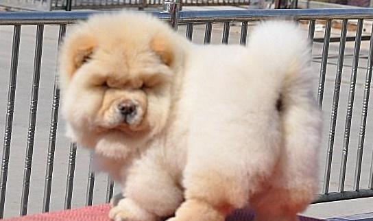 内蒙古宠物狗狗犬舍出售纯种松狮犬幼犬领养在