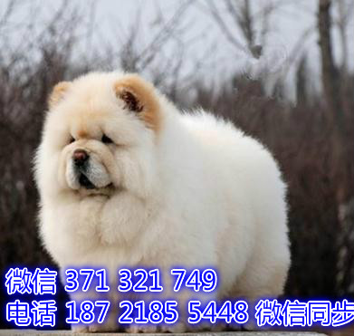 太原宠物狗狗雪纳瑞犬出售纯种幼犬 太原全国