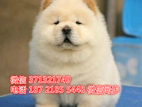 特价 松狮犬出售纯种幼犬 专业繁殖专业发货 可上门看歉