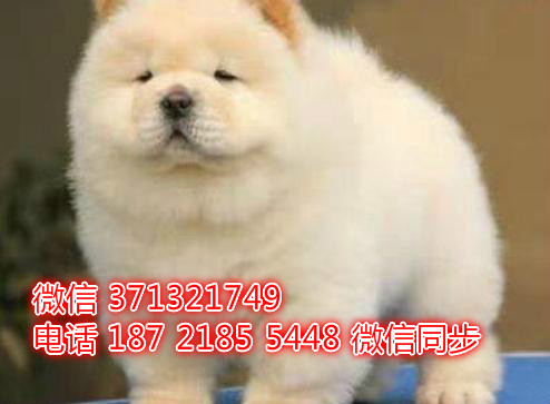 特价 松狮犬出售纯种幼犬 专业繁殖专业发货 可上门看酝