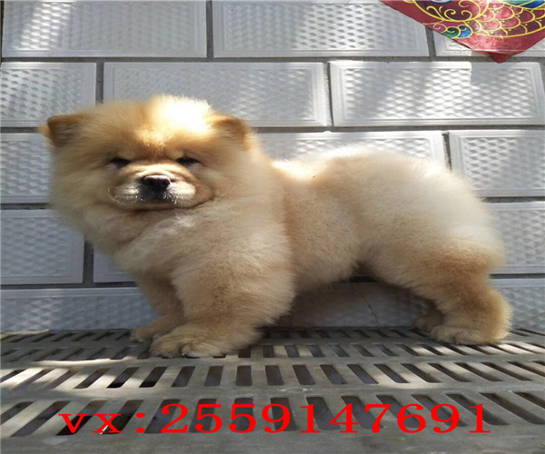 郑州哪里卖松狮犬 郑州松狮怎么卖的 郑州松狮