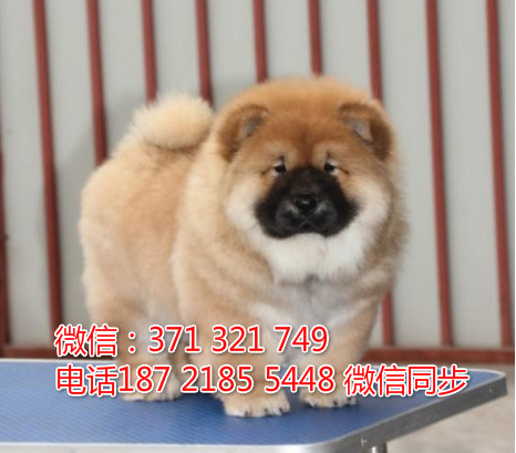 全国特惠松狮纯种幼犬 支持上门 支持空运汽运 包健康渡