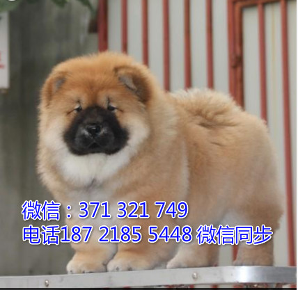 全国特惠松狮纯种幼犬 支持上门 支持空运汽运 包健康怨