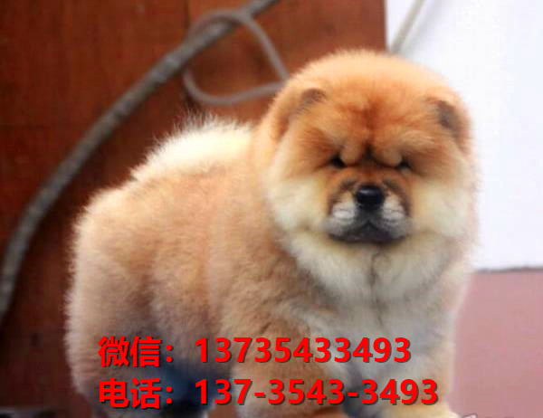 郑州犬舍正宗松狮犬幼犬活体健康正宗肉嘴松狮