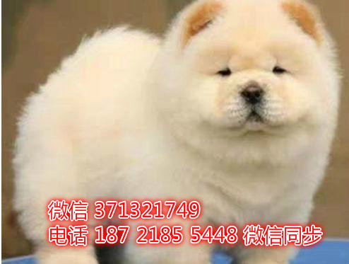 特价 松狮犬出售纯种幼犬 专业繁殖专业发货 