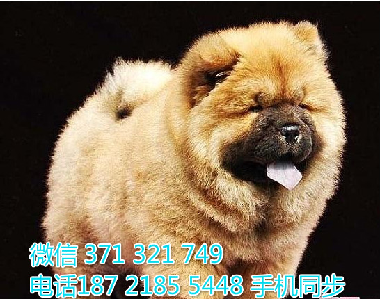  特惠松狮纯种幼犬出售 支持上门支持空运汽运凹