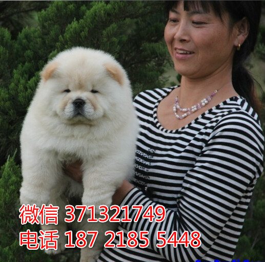 宠物市场 哪里有宠物松狮犬，精品小型中型大型