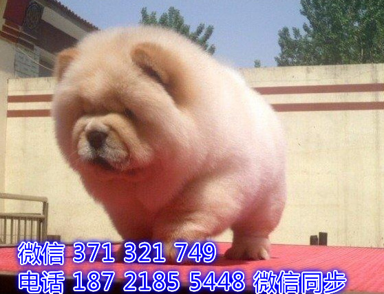 犬舍直销，哪里有宠物松狮，精品小型中型大型犬狗狗俣