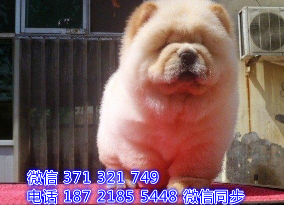 犬舍直销，哪里有宠物松狮，精品小型中型大型犬狗