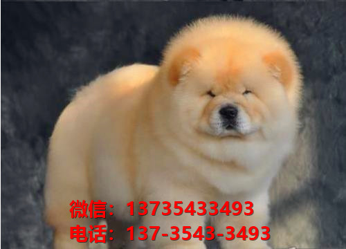 郑州狗场出生纯种松狮犬幼犬肉嘴紫舌头松狮狗