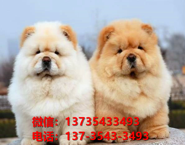 徐州宠物狗狗犬舍出售纯种松狮犬卖狗买狗地方哪有狗市场