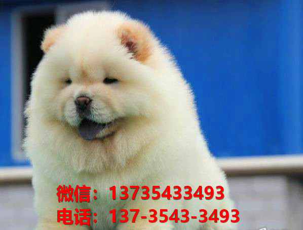 南京宠物狗狗犬舍出售纯种松狮犬幼犬卖狗买狗地方哪有狗市场