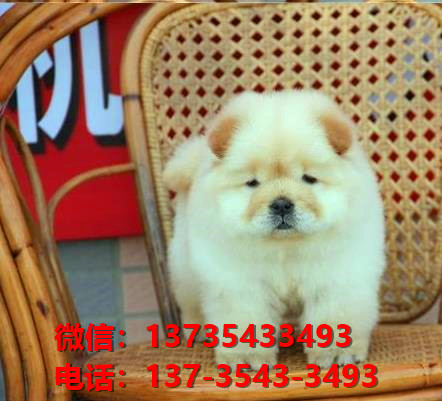 徐州宠物狗狗犬舍出售纯种松狮犬卖狗买狗地方哪有狗市场