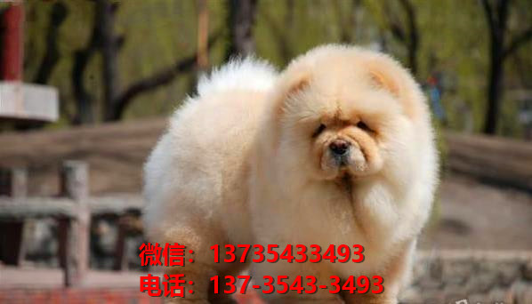 长治宠物狗狗犬舍出售纯种松狮犬卖狗买狗地方