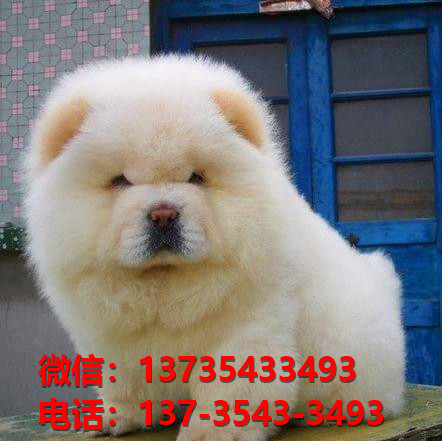 晋中宠物狗狗犬舍出售纯种松狮犬卖狗买狗地方