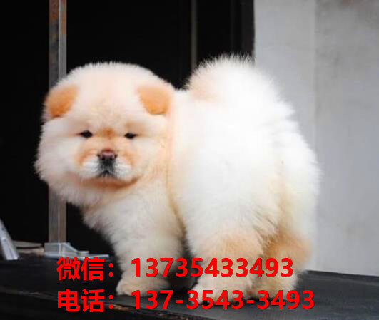 南京宠物狗狗犬舍出售纯种松狮犬幼犬卖狗买狗地方哪有狗市场