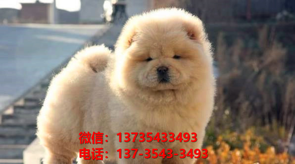 徐州宠物狗狗犬舍出售纯种松狮犬卖狗买狗地方哪有狗市场