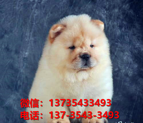 潍坊宠物狗狗犬舍领养纯种松狮幼犬网上买狗卖狗网站在哪里有狗市场