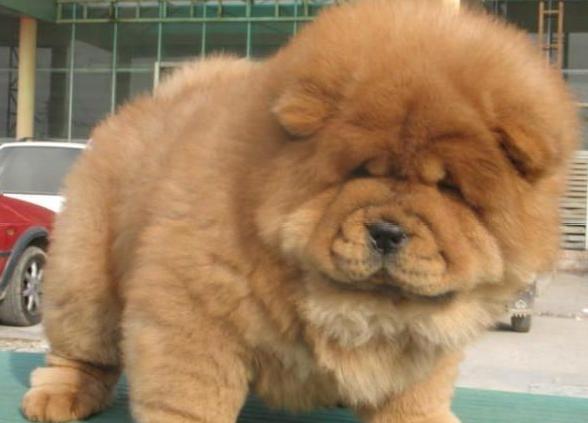 昆明松狮小狗多少钱一条昆明出售松狮幼犬包品质