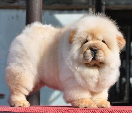 广州买狗 广州哪里有买狗靠谱 松狮犬一只多少钱