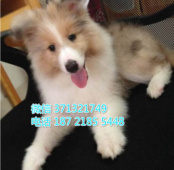 苏格兰牧羊犬纯种幼犬，三色苏牧。健康保障 广