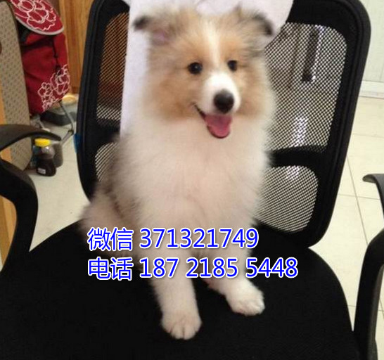 苏牧出售纯种幼犬，大型犬 疫苗做好品相好 犬舍