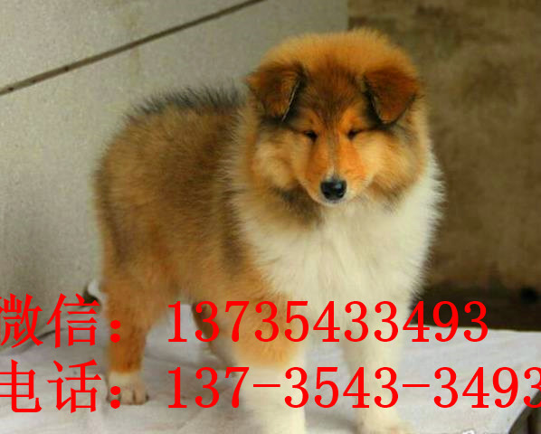 无锡宠物狗狗出售纯种苏格兰牧羊犬幼犬本地犬舍领养