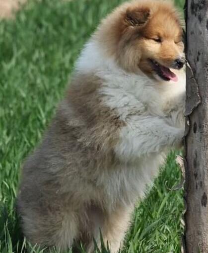 南昌宠物狗狗出售纯种苏格兰牧羊犬幼犬本地犬