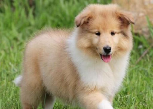 大连宠物狗狗出售纯种苏格兰牧羊犬幼犬本地犬