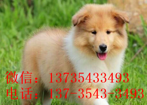 苏州宠物狗狗出售纯种苏格兰牧羊犬幼犬本地犬舍领养