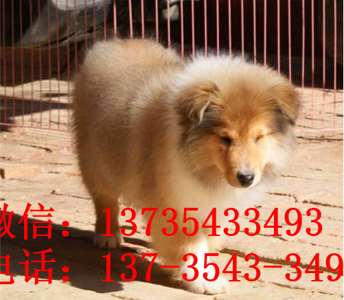 南京宠物狗狗出售纯种苏格兰牧羊犬幼犬本地犬舍领养