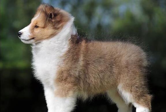 无锡宠物狗狗出售纯种苏格兰牧羊犬幼犬本地犬