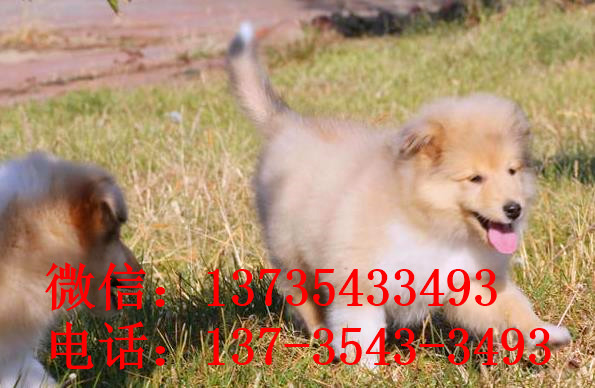 沈阳宠物狗狗出售纯种苏格兰牧羊犬幼犬本地犬舍领养