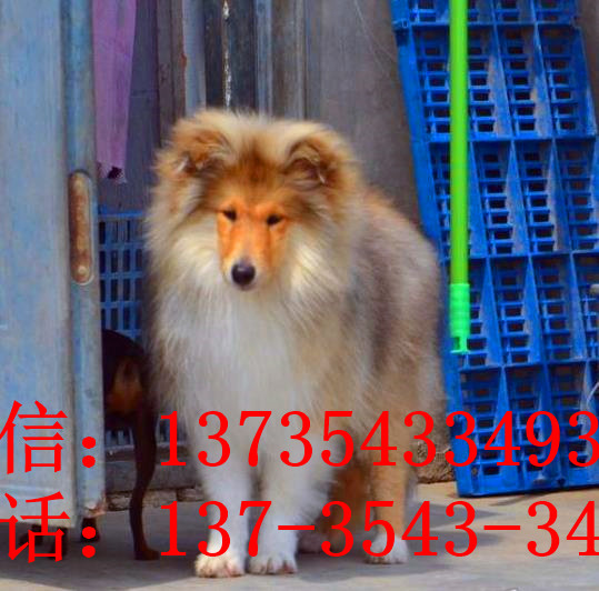 沈阳宠物狗狗出售纯种苏格兰牧羊犬幼犬本地犬