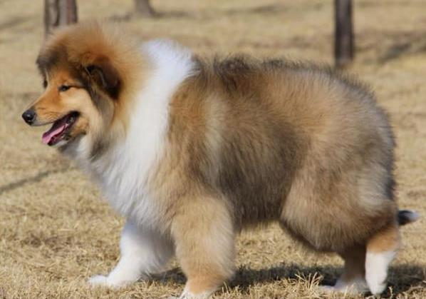 纯种苏牧幼犬领养活体宠物狗市场在哪里买狗卖