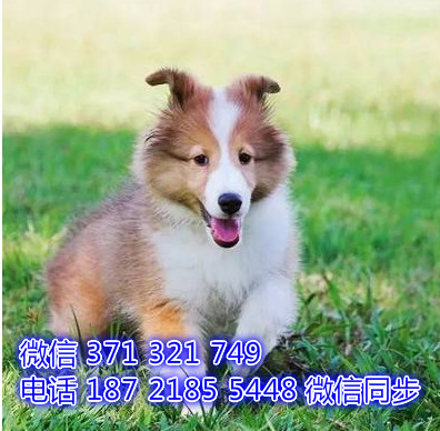 苏格兰牧羊犬网上宠物买卖 宠物市场 宠物狗狗