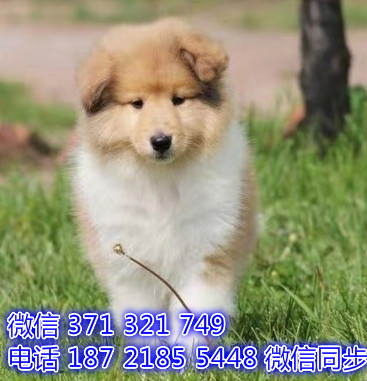 苏格兰牧羊犬宠物买卖 宠物市场 宠物狗狗图片宠物网 驶